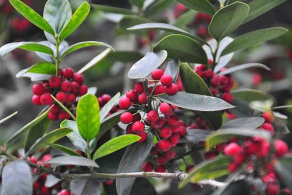 紅果冬青2.jpg