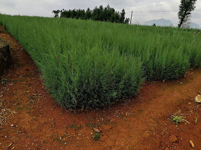 圓柏樹(shù)形優(yōu)美，干枝扭曲勢(shì)若游龍，枝葉成簇，葉如翠蓋，氣勢(shì)雄奇，可以獨(dú)樹(shù)成景。根據(jù)這個(gè)生長(zhǎng)特點(diǎn)，圓柏是可以做盆景的。