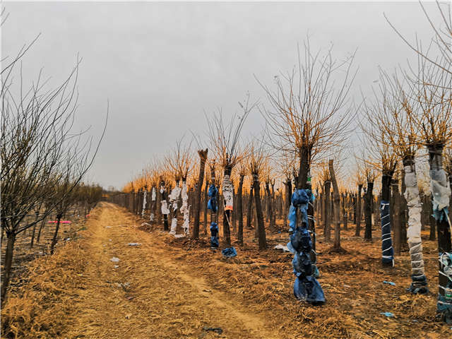 高接金枝槐照片種植基地實(shí)拍