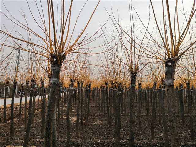 高接金枝槐照片種植基地實(shí)拍