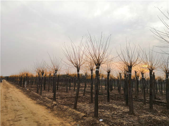 高接金枝槐照片種植基地實(shí)拍