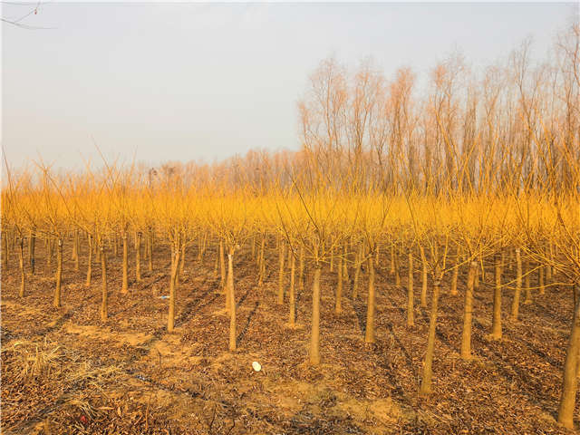 矮接金枝槐照片種植基地實(shí)拍