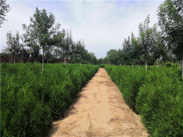 沭陽長景園林側柏種植基地實拍圖片