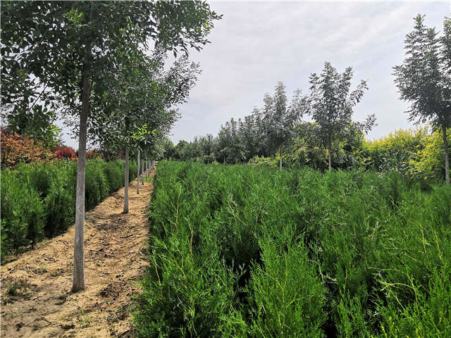 沭陽長景園林側柏種植基地實拍圖片