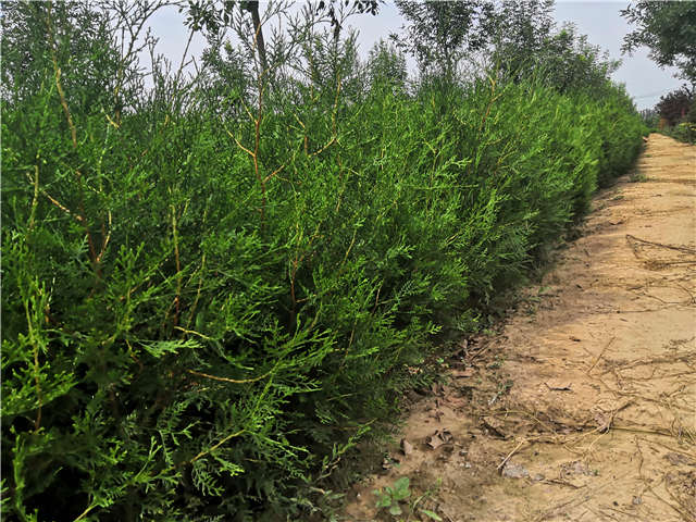 沭陽長景園林側柏種植基地實拍圖片