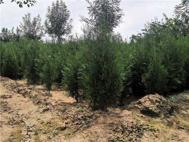 沭陽長景園林側柏種植基地實拍圖片