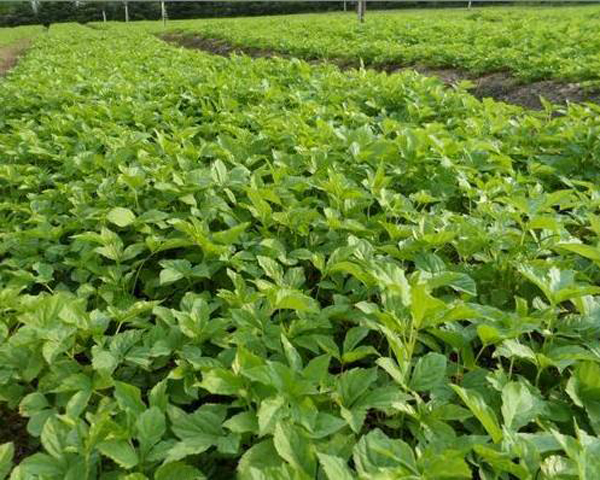 刺五加苗 刺五加苗