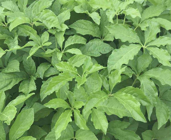 刺五加苗 刺五加苗