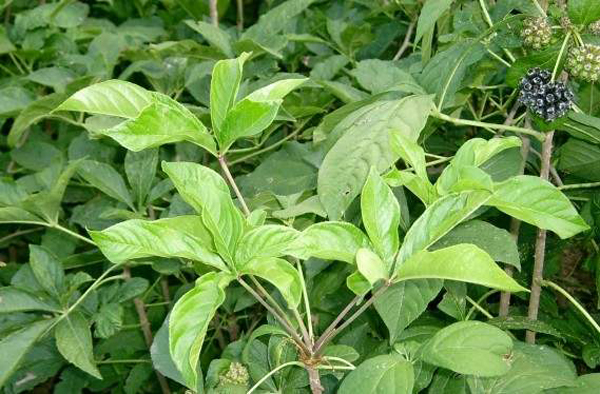 刺五加苗 刺五加苗