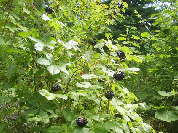 刺五加苗 刺五加苗