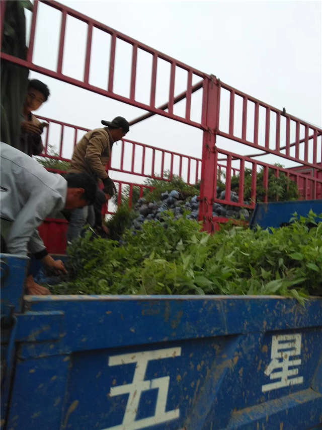 棣棠裝車現(xiàn)場