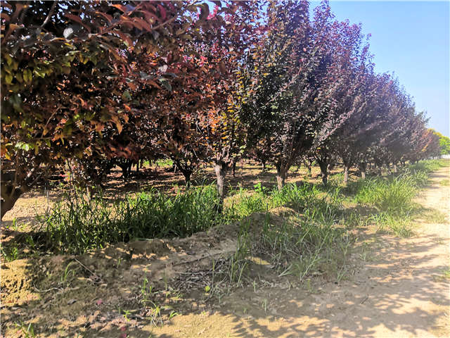 沭陽長景園林太陽李種植基地實拍圖片