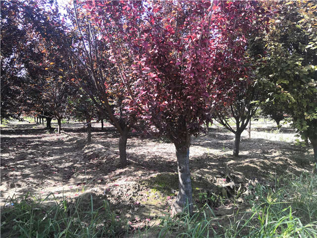 沭陽長景園林太陽李種植基地實拍圖片