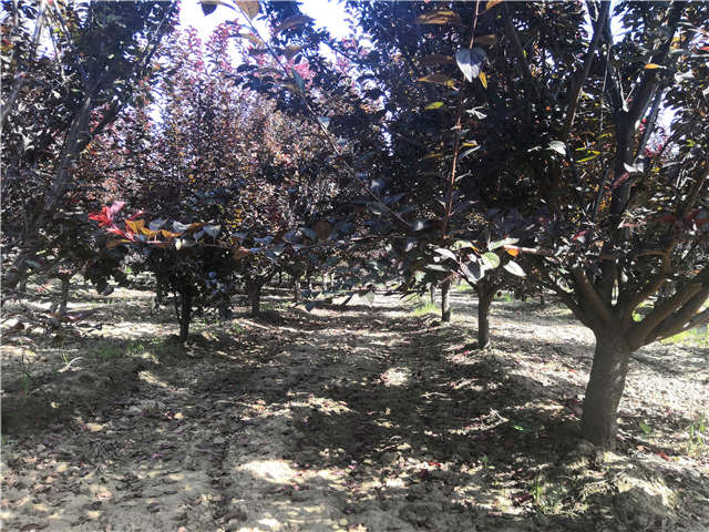 沭陽長景園林太陽李種植基地實拍圖片