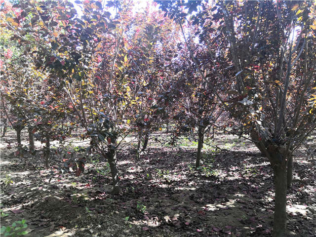 沭陽長景園林太陽李種植基地實拍圖片